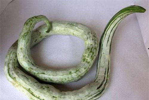 甲亢可以吃蛇瓜吗,蛇瓜的养生益处