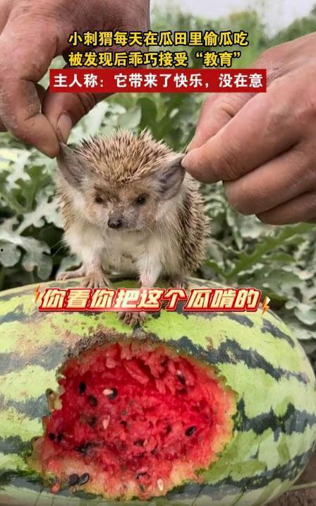 小动物了吃瓜,小动物们的夏日瓜果盛宴