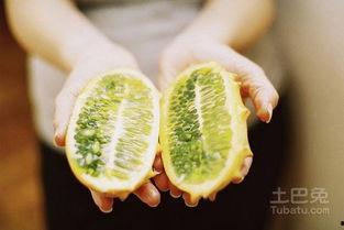 梦到吃刺角瓜,刺角瓜的奇幻之旅