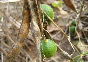 吃马泡瓜解酒吗,传统食疗法助您轻松解酒