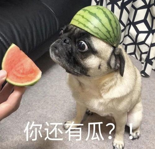 吃瓜表情包横屏,笑看风云