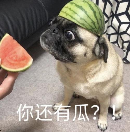 吃瓜抬头表情包,吃瓜群众视角下的趣味瞬间