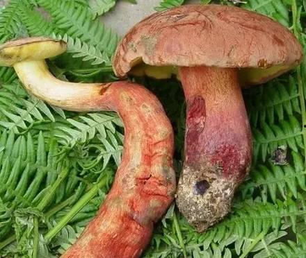 红网牛肝菌有毒吗,揭秘其毒性及食用安全