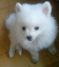 明星家的博美犬多大,从幼崽到萌宠的蜕变之旅