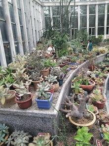 网红打卡植物造景,绿意盎然的新潮流打卡圣地