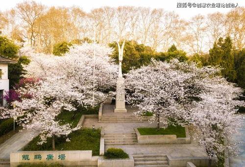 武大樱花头条,校园春色醉人头条聚焦