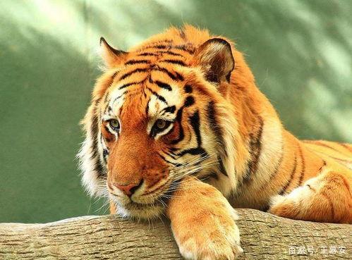 网红老虎护子图,网红老虎的温馨瞬间