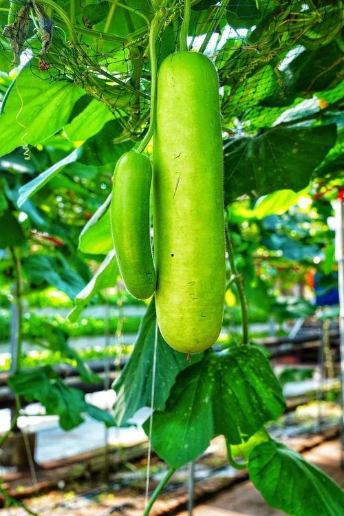 广东吃的瓜,广东特色瓜果美食探秘